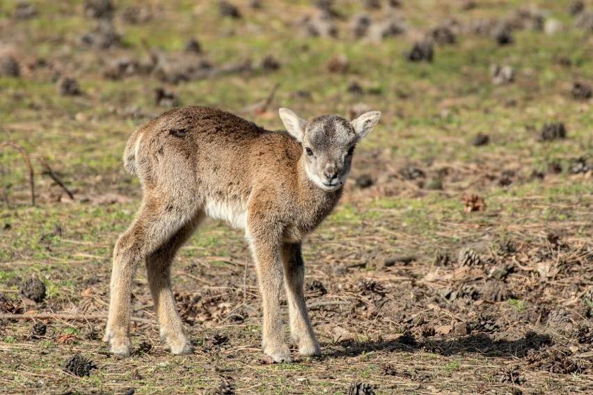 Sześć ślicznych muflonów urodziło się we wrocławskim zoo [ZOBACZCIE ZDJĘCIA]