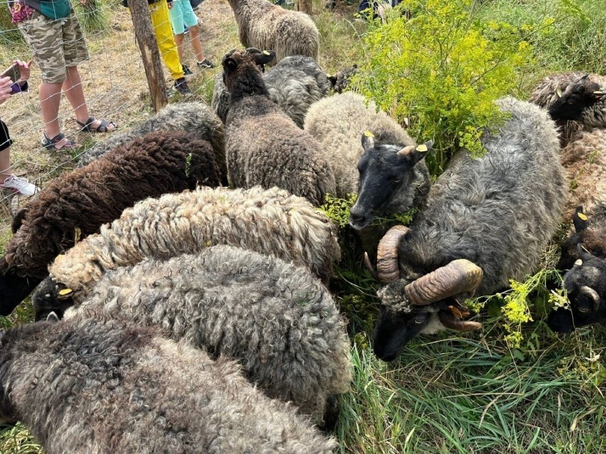 Coraz więcej pytań wokół wypasu owiec na Olszynce. Interweniują radni PiS