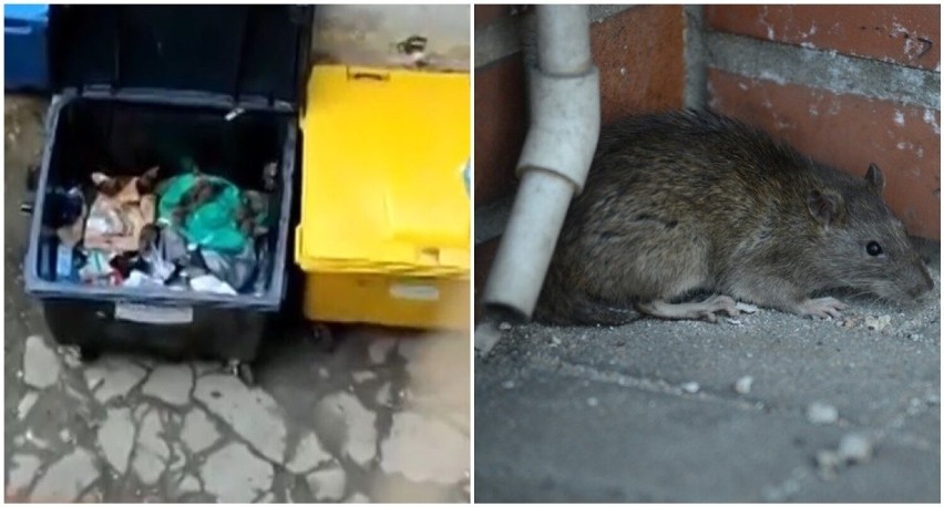 Szczury biegają po podwórzach Przedmieścia Oławskiego we Wrocławiu. "Takiej ilości nie widziałam od powodzi!" [ZOBACZ NAGRANIE]