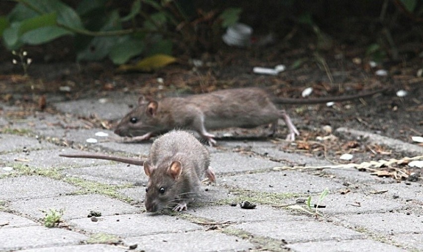 Szczury biegają po podwórzach Przedmieścia Oławskiego we Wrocławiu. "Takiej ilości nie widziałam od powodzi!" [ZOBACZ NAGRANIE]