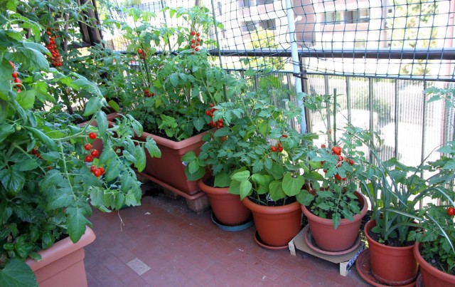 Pomidory koktajlowe, czyli o drobnych owocach, są tak samo smaczne i zdrowe, jak ich więksi kuzyni, a przy tym bardzo dekoracyjne.