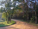 Kampinoski Park Narodowy to idealne miejsce na wiosenną wycieczkę. Co kryje ten dziki obszar w okolicach Warszawy? Najważniejsze informacje