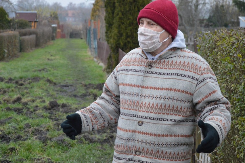 Ogrody działkowe "Zamecko" w Świebodzinie, część osób ma...