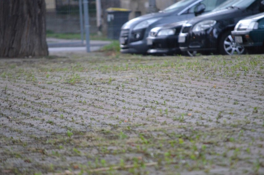 Głogów: Parking przed Halą Widowiskowo - Sportową zarasta chwastami. Zrobiło się zielono, jak na boisku