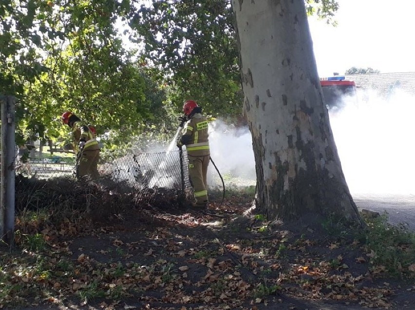 LGIŃ. Pożar gałęzi w Lginiu - dwa zastępy straży pożarnej 