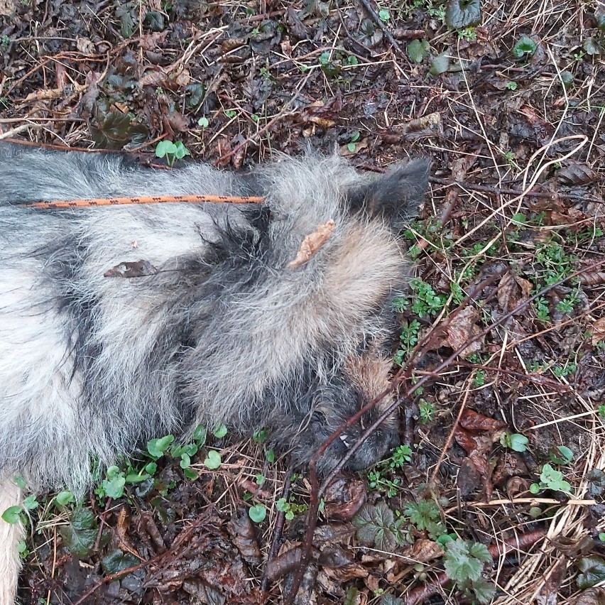 Zwłoki psa znalezione w lesie koło Ogonowic. Ktoś przywiązał zwierzę do drzewa. Sprawą zajmie się policja [UWAGA, DRASTYCZNE ZDJĘCIA]