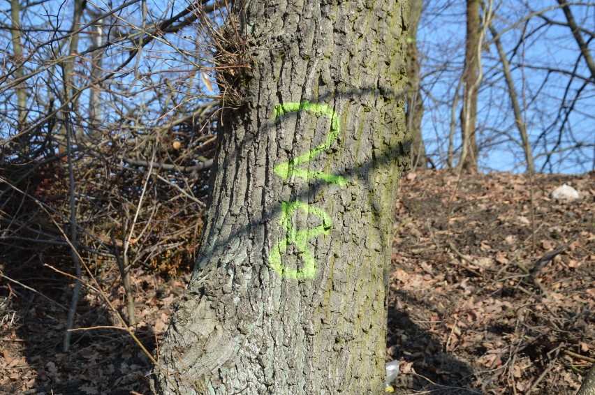 Kolejne drzewa wzdłuż torów idą pod topór.