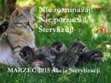 Akcja Sterylizacji kotów i psów [marzec 2015]