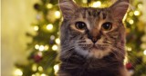Jaka choinka jest bezpieczna dla kota? Zadbaj w święta o zdrowie futrzaka. Najlepsze triki na zabezpieczenie bożonarodzeniowego drzewka