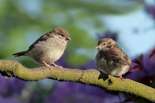 Warto słuchać śpiewu ptaków. Jest pomocny bardziej, niż mogłoby się wydawać.