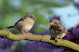 Śpiew ptaków dobry na jesienną chandrę? Okazuje się, że dobrze wpływa na twój mózg. Badania odkrywają tajemnice