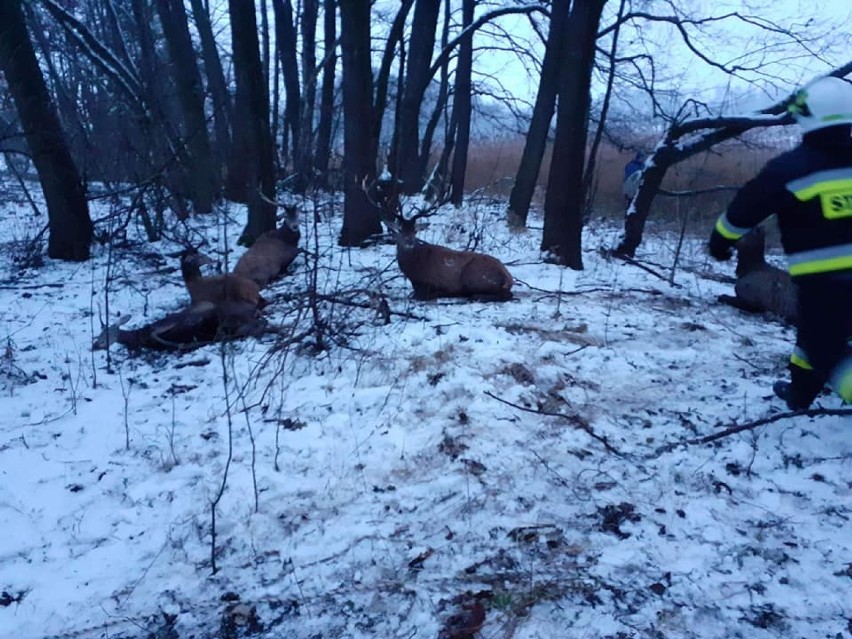 Chmara jeleni zarwała lód. 21 zwierząt utonęło - kolejne zdjęcia z trudnej akcji