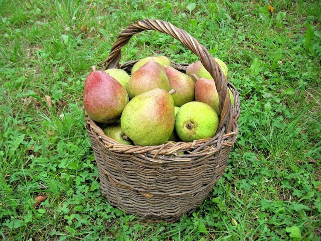 Na rynku hurtowym w Broniszach pojawiła się już gruszka Klapsa, ale to nie jedyne owoce na które jest sezon w sierpniu.