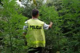 Policja w Chodzieży: Dwóch mężczyzn uprawiało marihuanę. Odkryto plantację! 