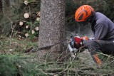 Drzewa przy SOSW w Radomsku do wycięcia. Stwarzają zagrożenie?