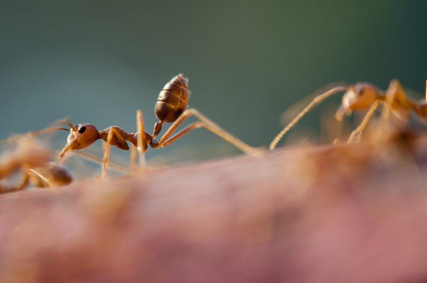 Mandarynki i jej skórki to prawdziwi pogromcy mrówek.