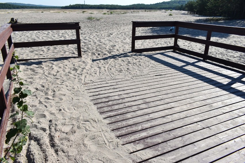 Na Pustyni Błędowskiej natura obiera co swoje