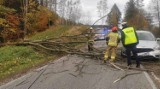Olecko: Na DK65 drzewo upadło na samochód, nikt nie ucierpiał