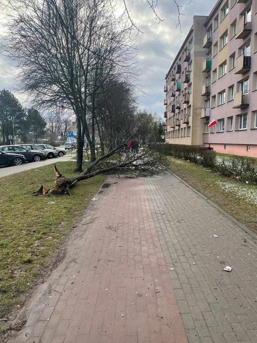 Powalone drzewo na ulicy Koszalińskiej w Szczecinku