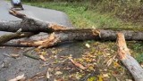 Drzewo na samochodzie, dachowanie i wypadek w Wejdykach