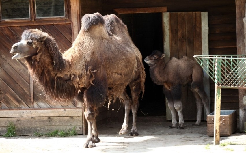 Fakir - imię małego wielbłąda z zoo w Łodzi