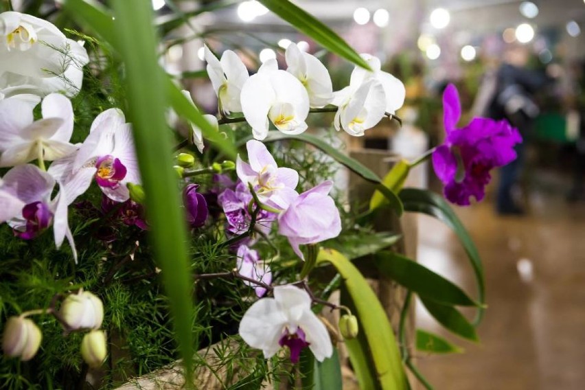 Wystawa storczyków ORCHIDEA 2019. Najpiękniejsze kwiaty po...
