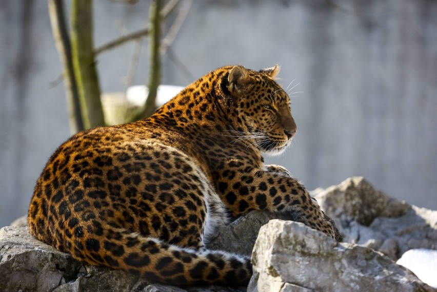 W krakowskim zoo już prawie wiosna