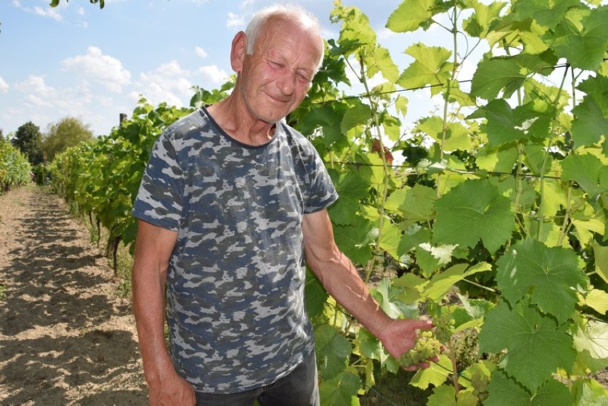 Uprawa winorośli na ziemi lubuskiej ma swoją długą tradycję....