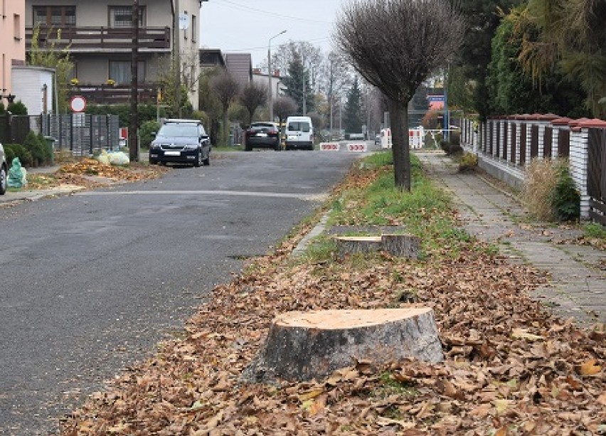 Wycinka drzew w Oświęcimiu. Na ulicy Piłsudskiego wycięto blisko 30 sztuk dorodnych drzew w związku z zaplanowanym remontem drogi [ZDJĘCIA]