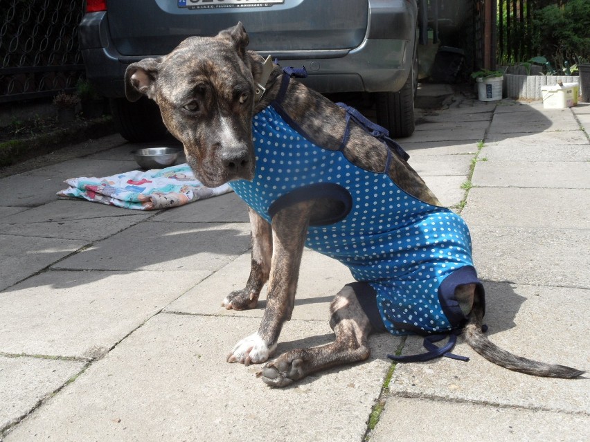 Psy Żory: 2-letnia Teja umierała z głodu. Byliśmy u niej po operacji FOTO
