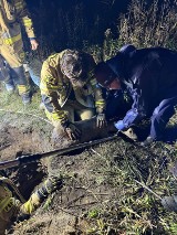 Akcja ratunkowa w Gliwicach zakończona sukcesem. Strażacy uwolnili sarenkę zaklinowaną w studzience