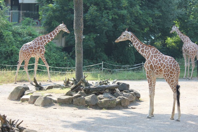 Żyrafy w śląskim zoo: przyjadą dwie samiczki i samiec. Na zdjęciu z lewej samica Liani, z prawej samica Lindani