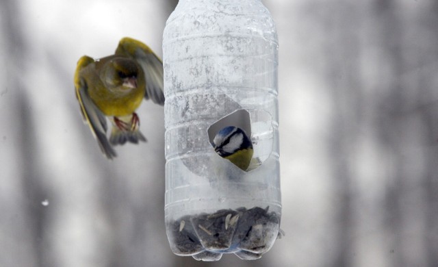 Czym karmić ptaki zimą? Dla małych ptaków, takich jak sikorki, odpowiednie będą ziarna zbóż