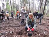 Andrychów. Zasadzili ponad 100 drzew na Pańskiej Górze w Beskidzie Małym. Wcześniej drzewostan wycięto pod inwestycję