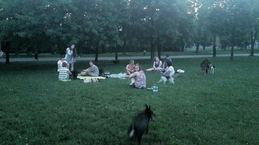 Grupa miłośników psów - spotykają się w Parku Kasprowicza i...