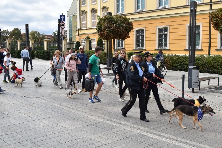 Wielka parada psów we Wrocławiu. Zobacz zdjęcia