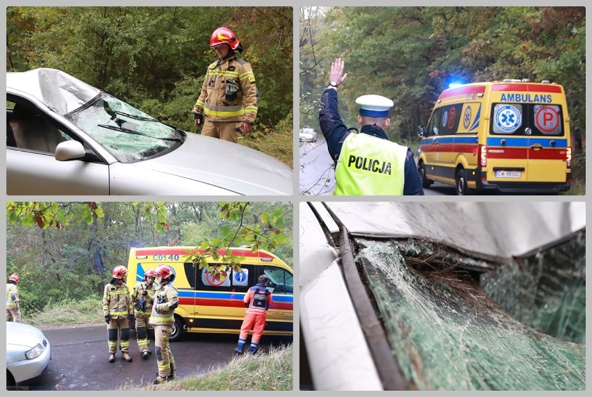 Łoś uderzył w audi - wypadek na drodze Włocławek -...