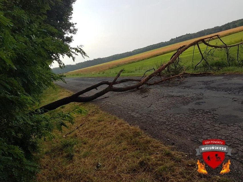 Burza spowodowała niewielkie szkody w powiecie wieluńskim. Strażacy usuwali cztery drzewa powalone na drogi