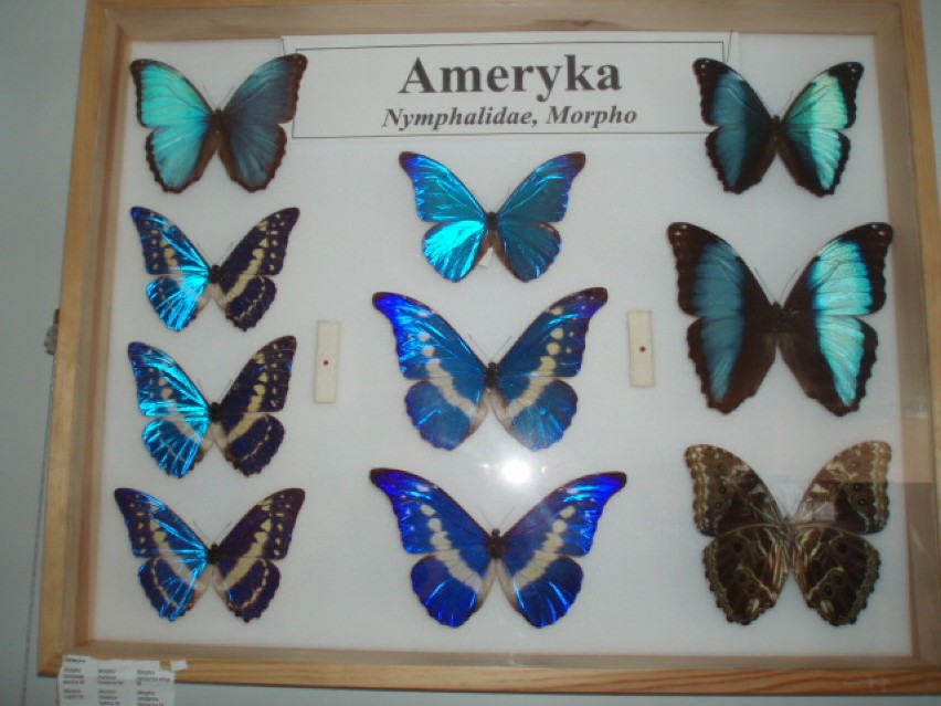 Przepiękne motyle z Ameryki