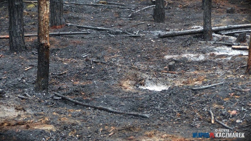 Dramatyczna sytuacja w lasach. Dziś strażacy gasili pożar w Kuźnicy 