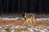 Coraz więcej wilków w lasach północnej Wielkopolski