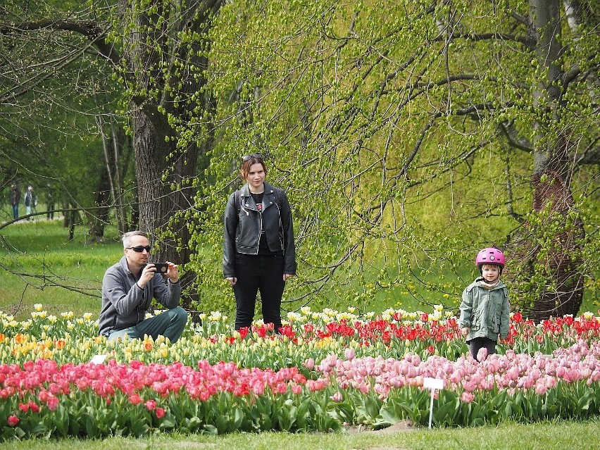 Kwitną pierwsze tulipany, na resztę trzeba poczekać