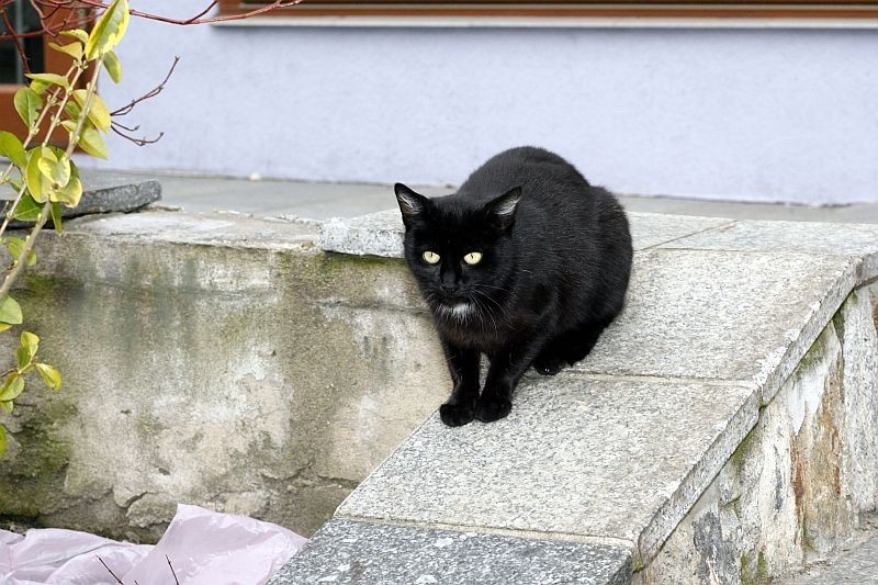 Czarny kot

W średniowieczu uznawano koty za pomocników...