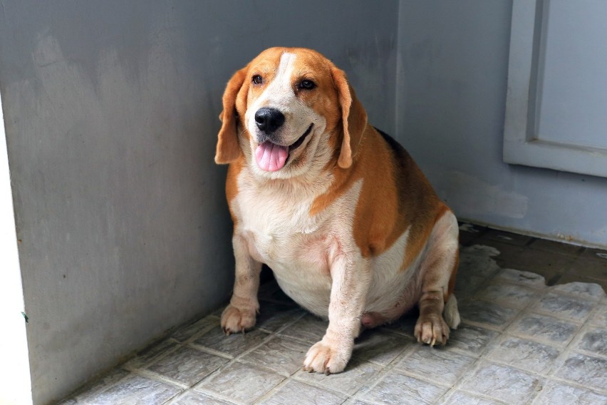 Popularne beagle są psami gończymi, w przeszłości używanymi...