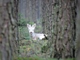 Białego kozła sarny zaobserwowano ponownie w lasach Nadleśnictwa Poddębice. Zwierzę ma się dobrze, podkreślają leśnicy ZDJĘCIA