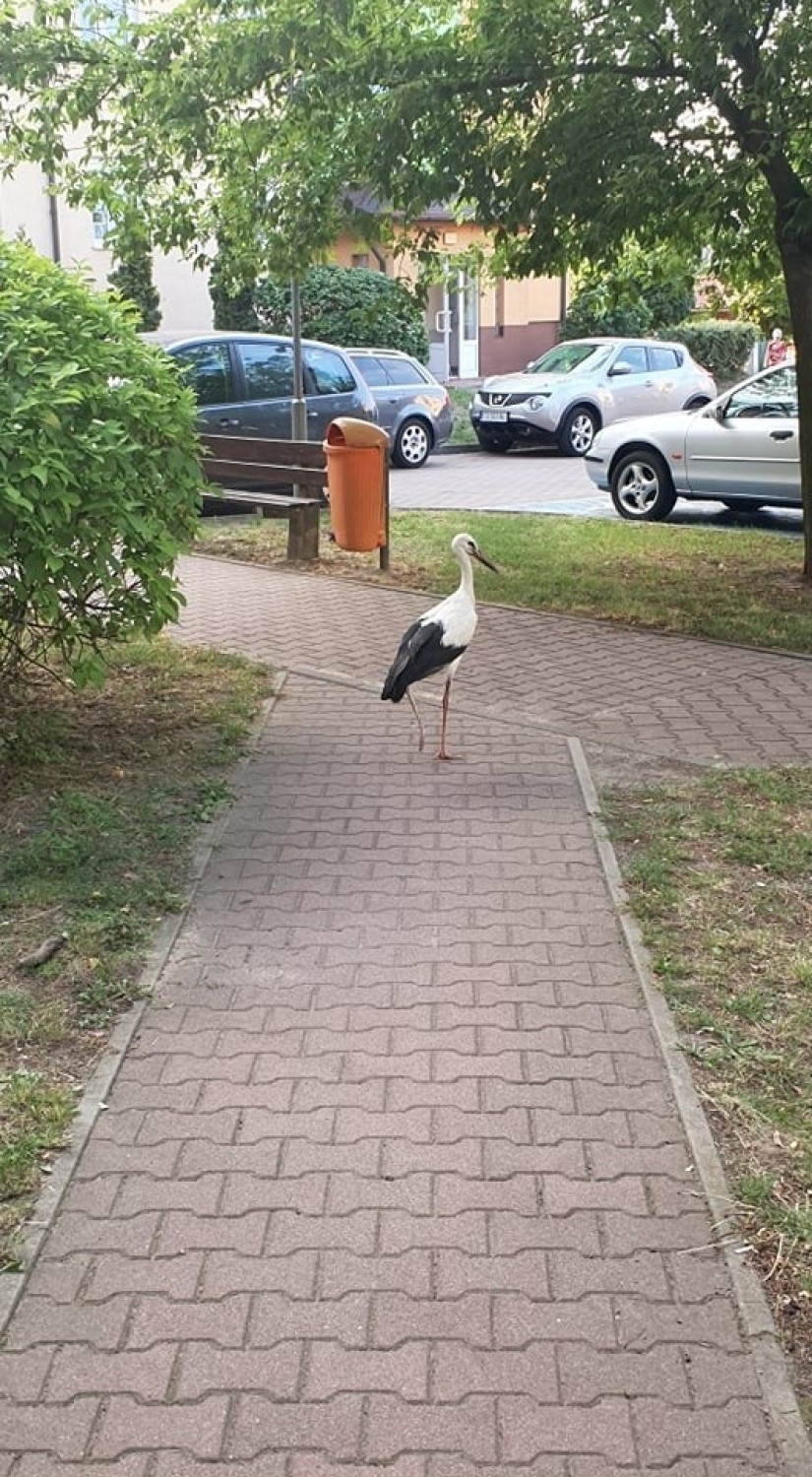 Bocian wylądował na ul. Ruczajowej i nie odlatuje
Swoją...