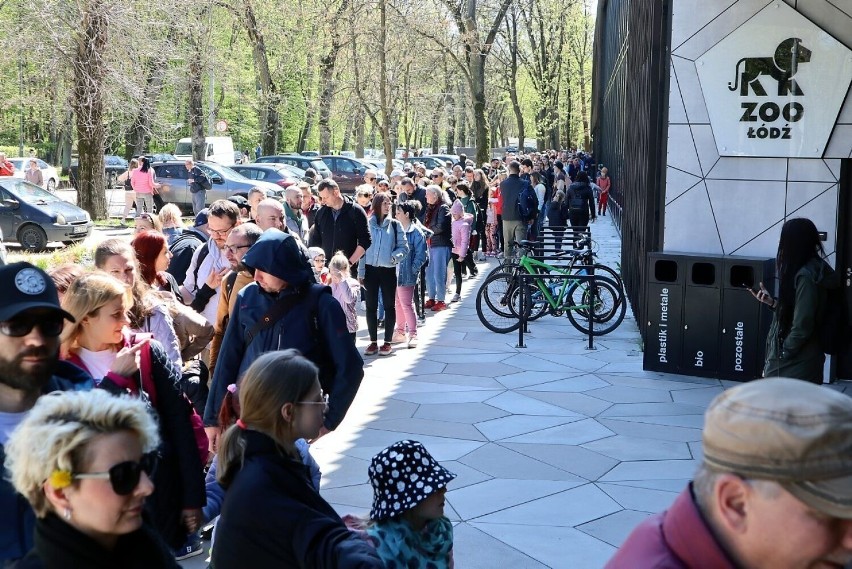 Takiej frekwencji łódzkie Orientarium Zoo chyba jeszcze nie...