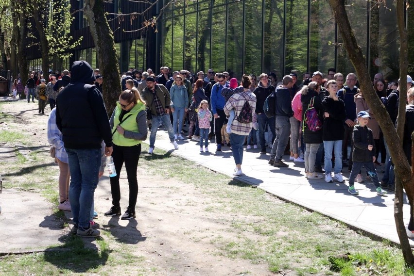 Takiej frekwencji łódzkie Orientarium Zoo chyba jeszcze nie...