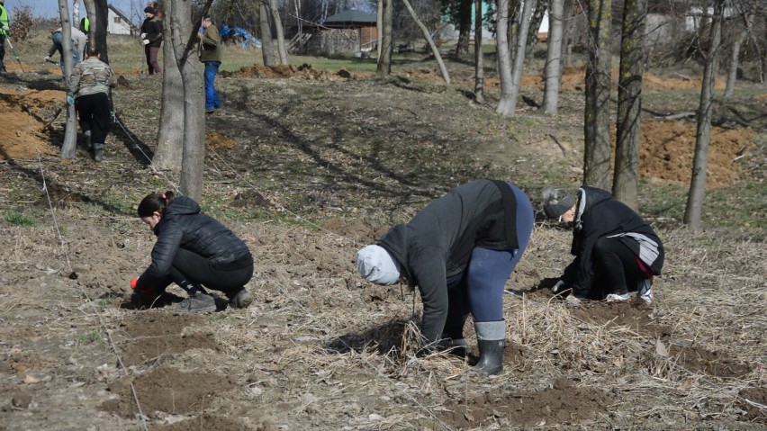 Mieszkańcy Sternowa sadzili drzewa