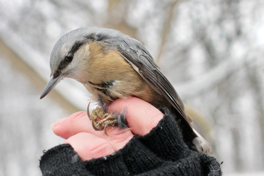 Muzeum Zamkowe i Stowarzyszenie Eko-Inicjatywa zapraszają na Zimowe Ptakoliczenie 
